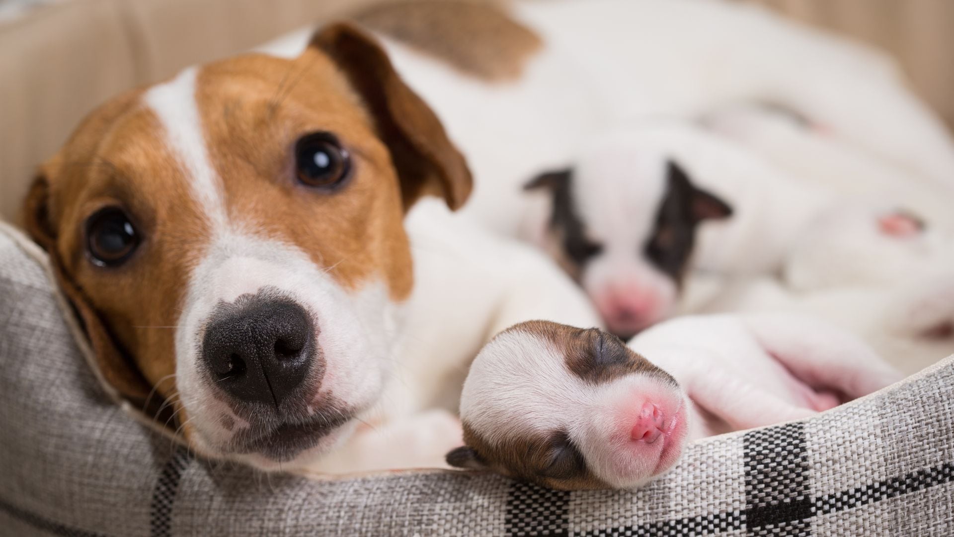 Muchos cachorros vendidos online provienen de criadores ilegales que separan a los perros de su madre demasiado pronto