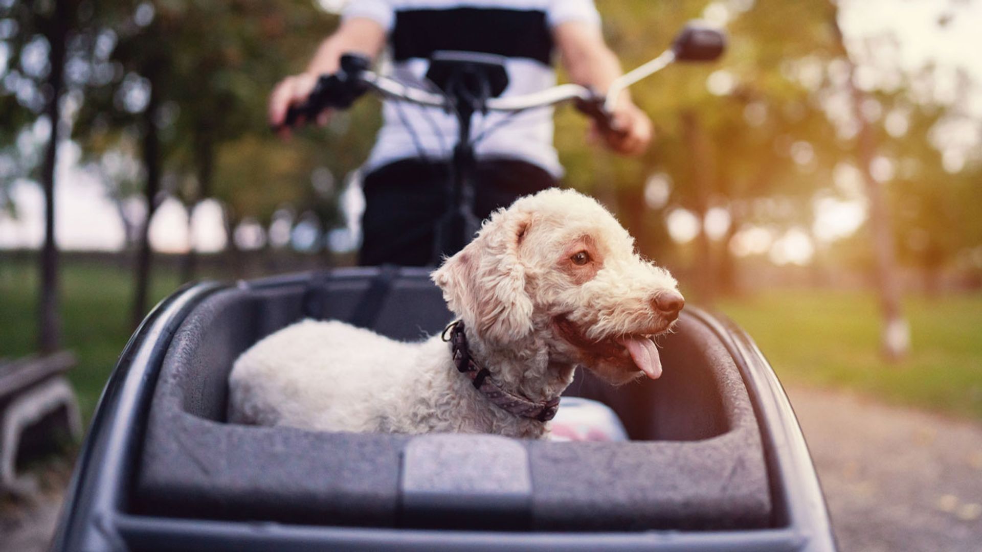 Disfruta de paseos en bici con tu peludo con los mejores accesorios y remolques para mascotas