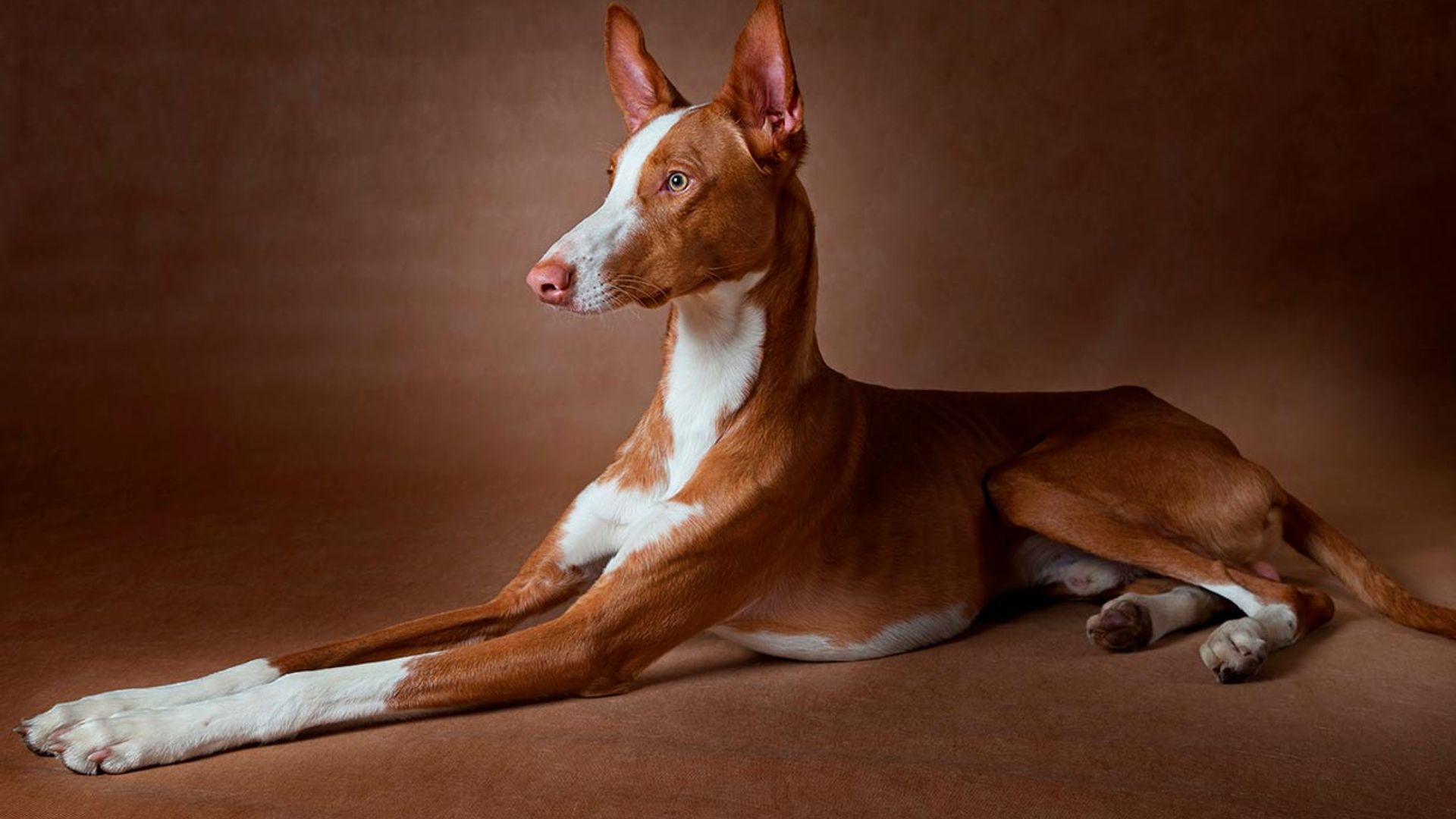 cual es la raza del podenco canario