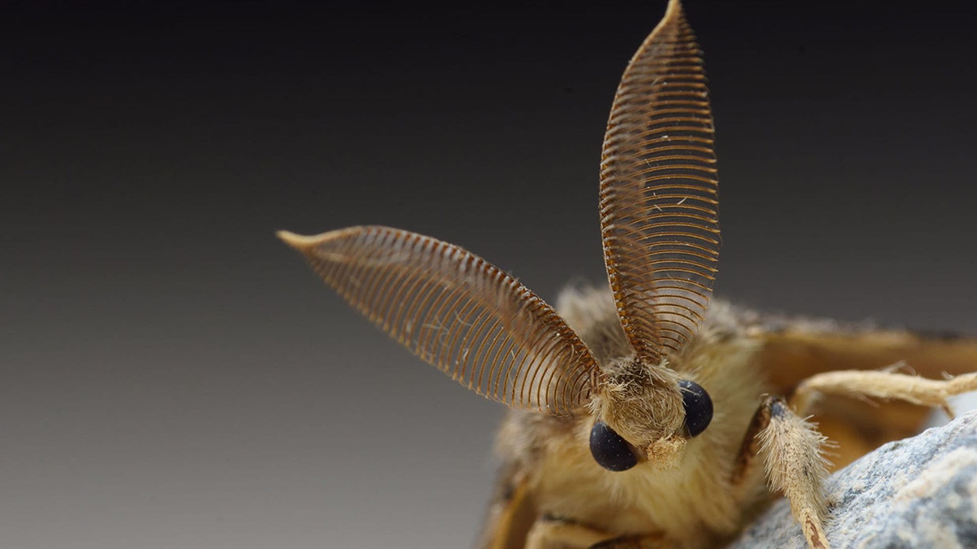 En tu casa vives con una increíble fauna doméstica (que no conoces)