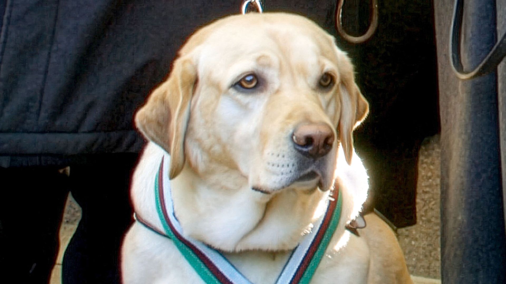 Roselle, un labrador retriever hembra, recibió el galardón Hero Dog of the Year en Estados Unidos, Abajo izquierda, con su dueño, Michael Hingson. La perra falleció en 2011