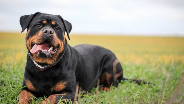 perros potencialemente peligrosos