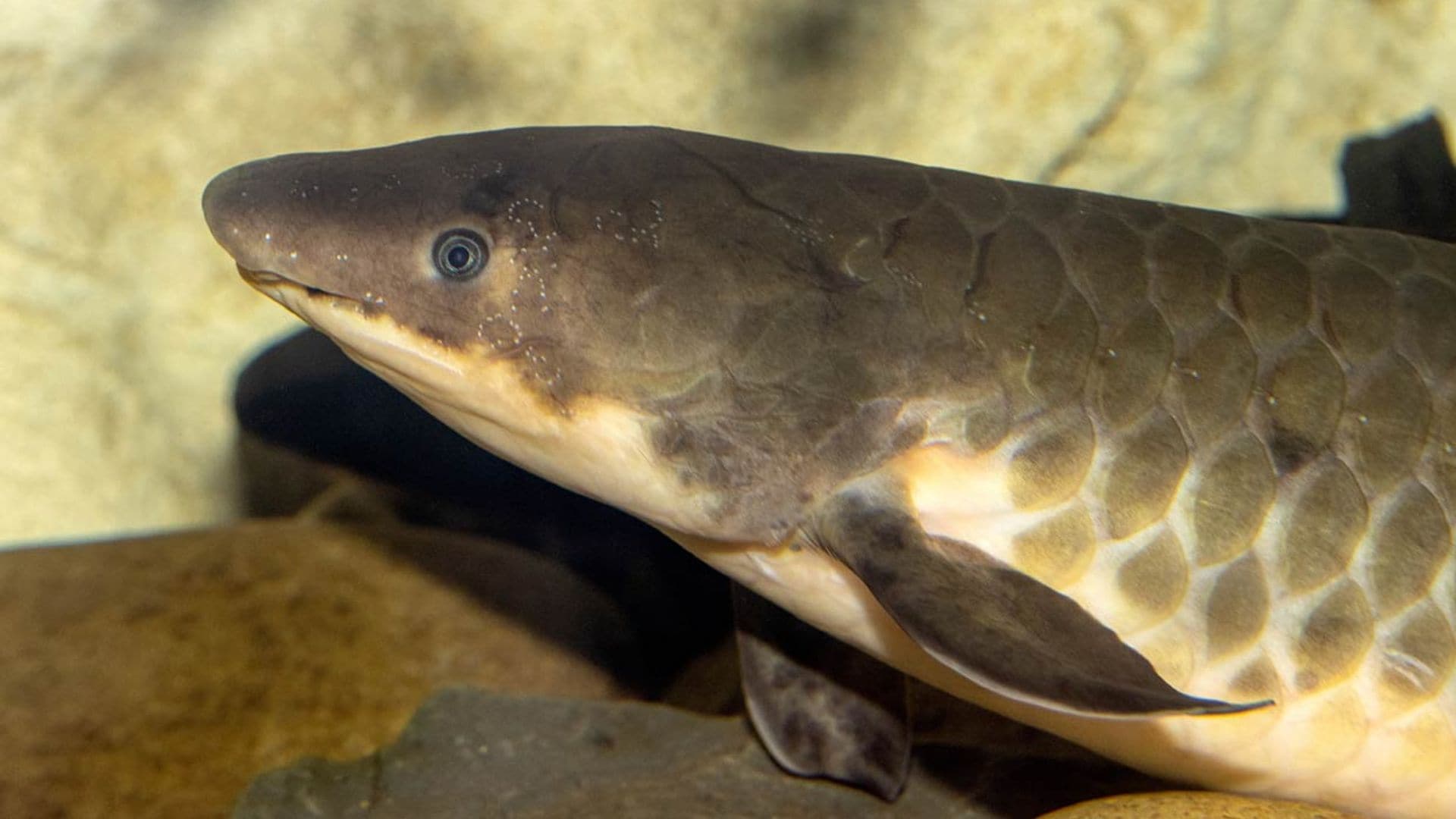 Los peces con pulmones existen