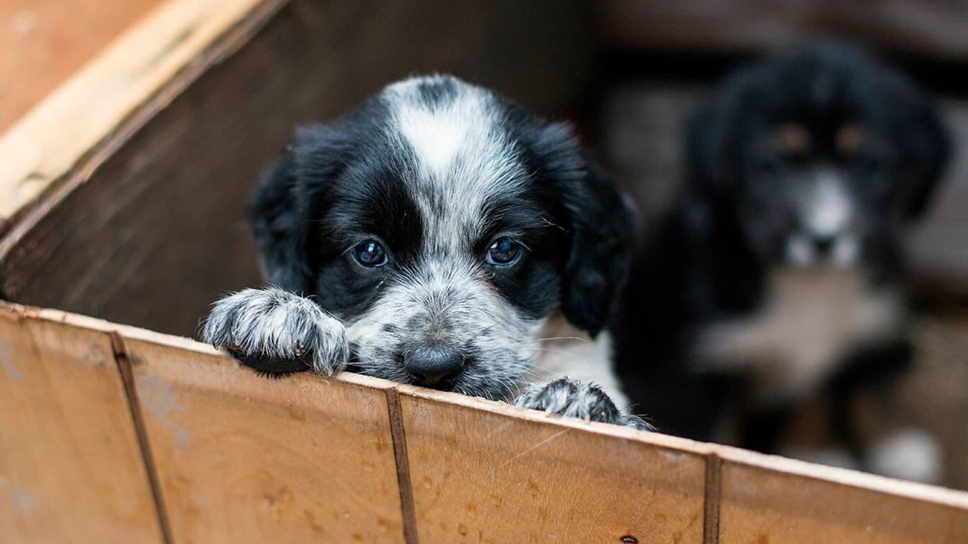 Consejos definitivos si dudas entre comprar o adoptar un perro