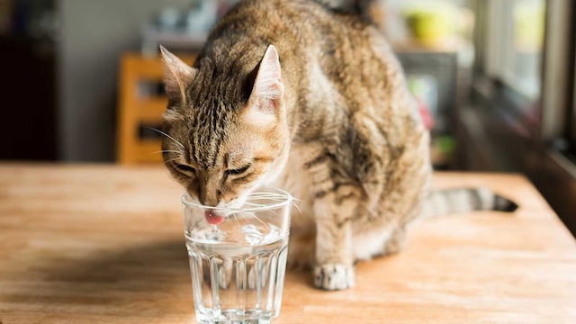 deshidratacion felina