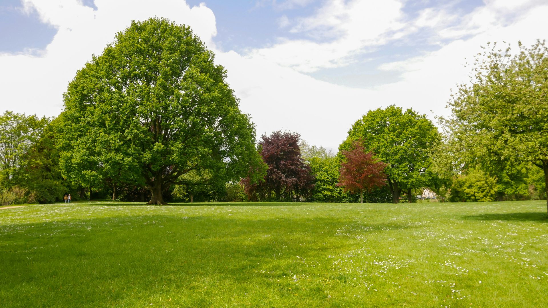 Jardín con pradera
