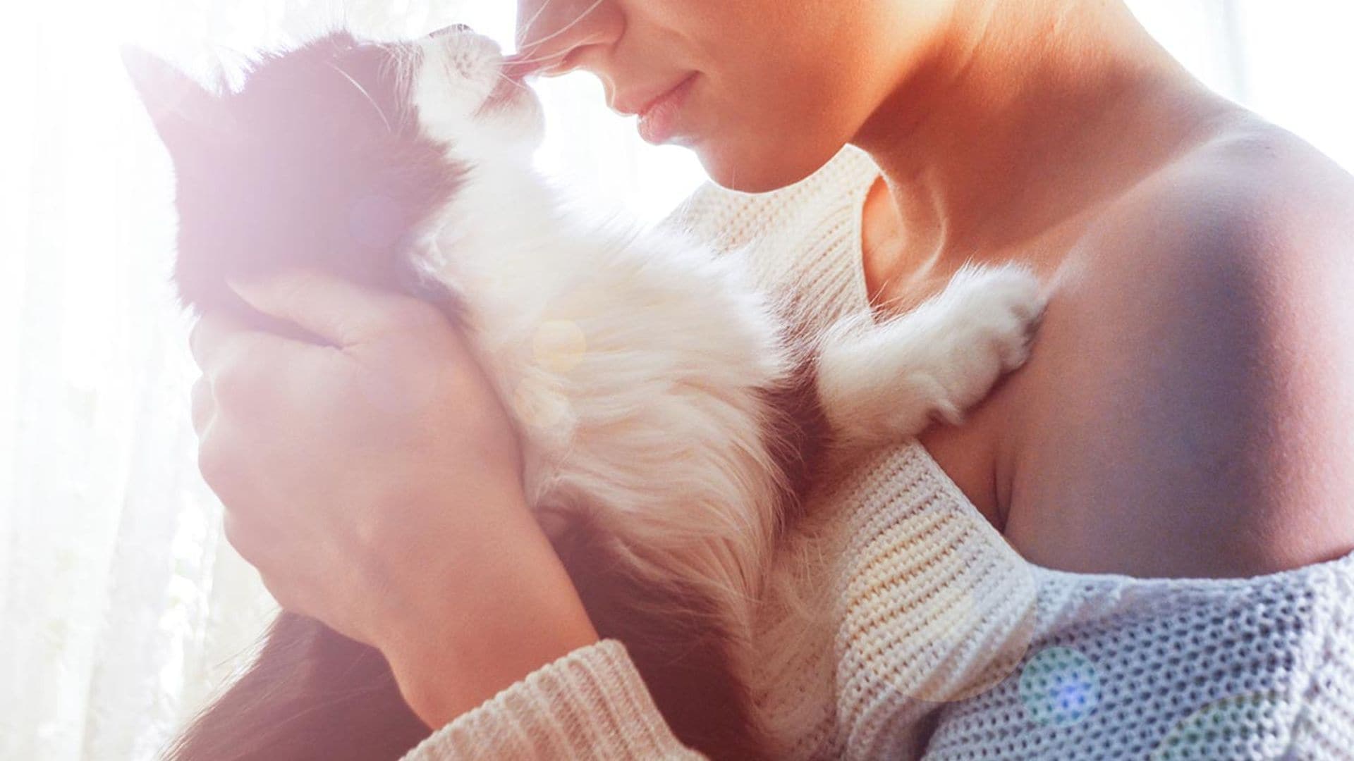 Por qué mi gato no para de darme lamidos, ¿qué significa?