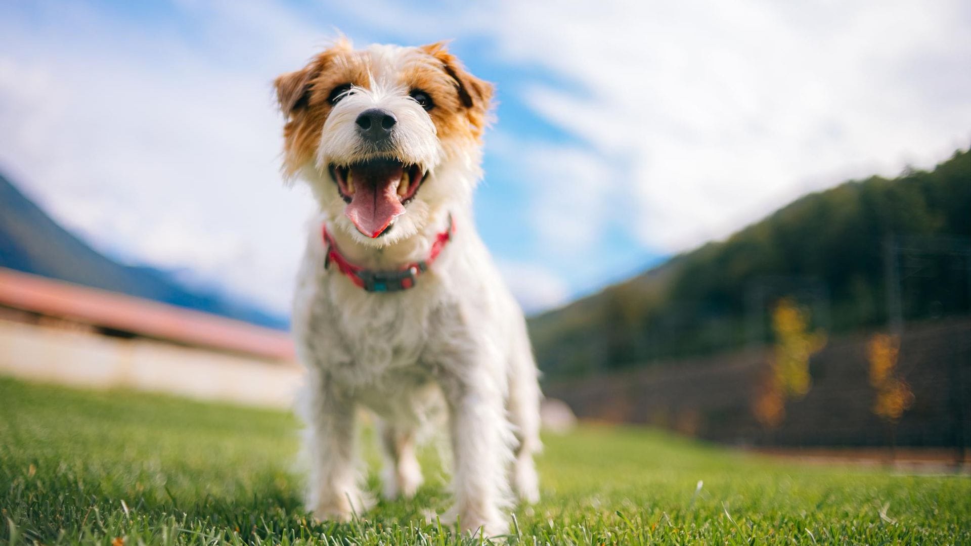 Alimentos naturales y saludables para tu perro