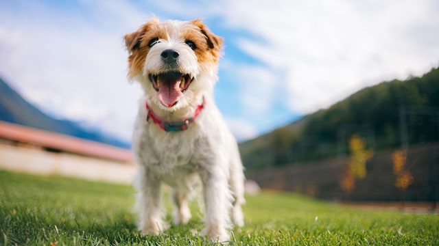 perrito