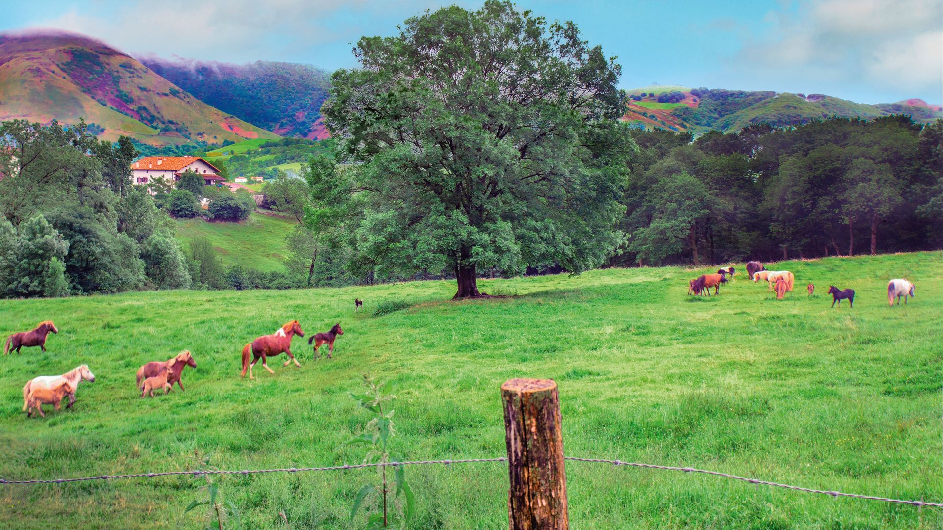 Panorámica del jardín y los animales sueltos de la casa de Paloma San Basilio