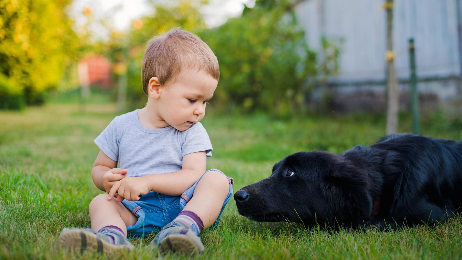 ‘Mi hijo tiene miedo a los perros, ¿qué puedo hacer?’
