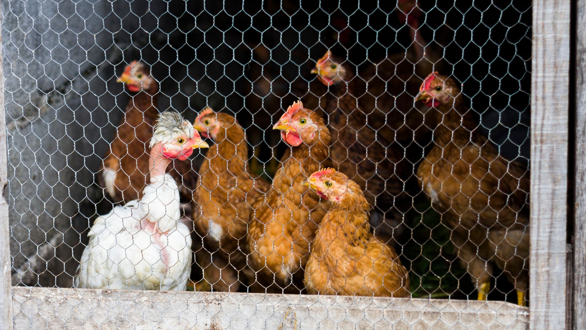 La OCU advierte sobre los huevos camperos: por qué estás pagando de más pese al confinamiento de gallinas
