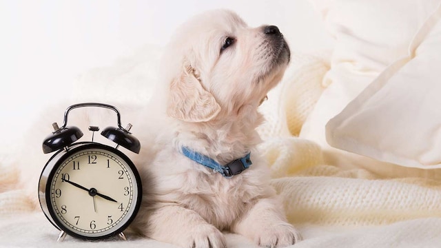 perro forma saber hora que es por costumbres