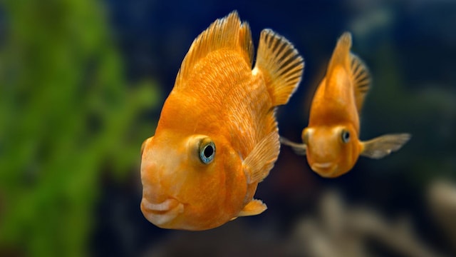 peces se persiguen nadar vertical