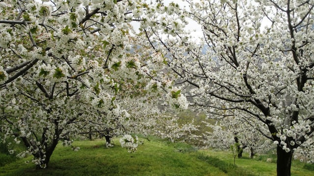 cerezo flor