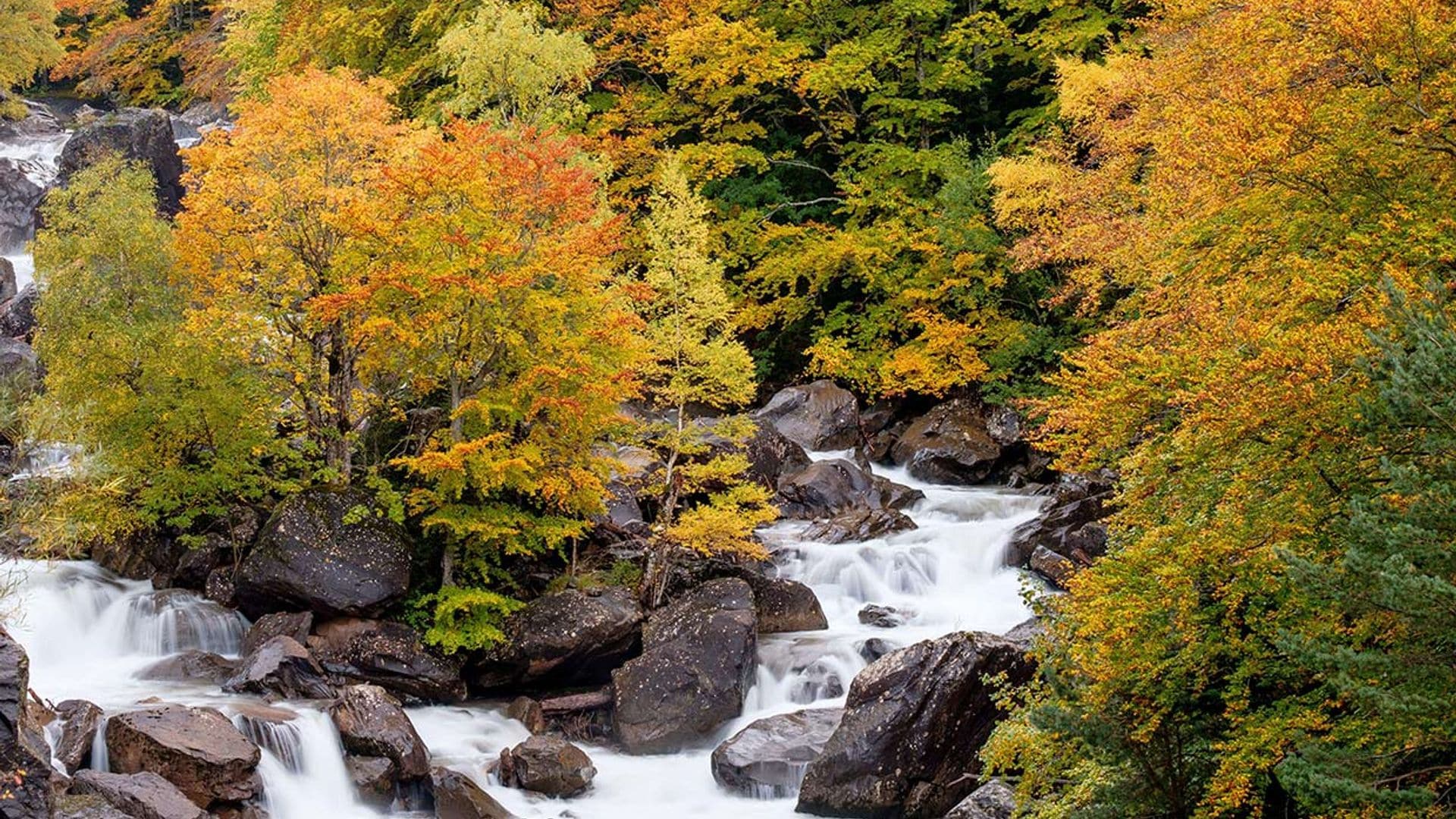 Oza, el bosque de Huesca elevado a la categoría de selva