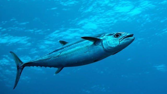 bonito mar azul