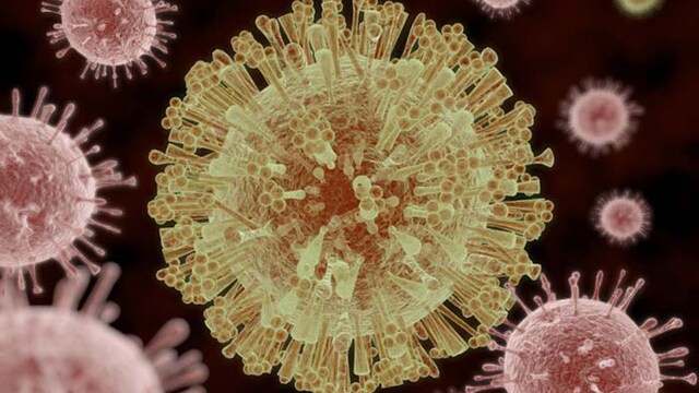 virus zika 2