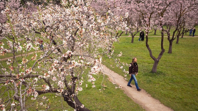 Floración de almendros en la Quinta de los Molinos, Madrid