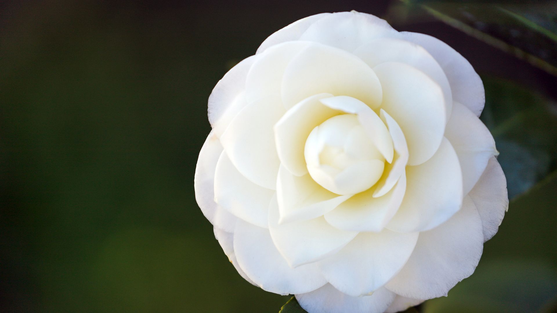 10 plantas de sombra para el jardín que pueden crecer y florecer con poca luz