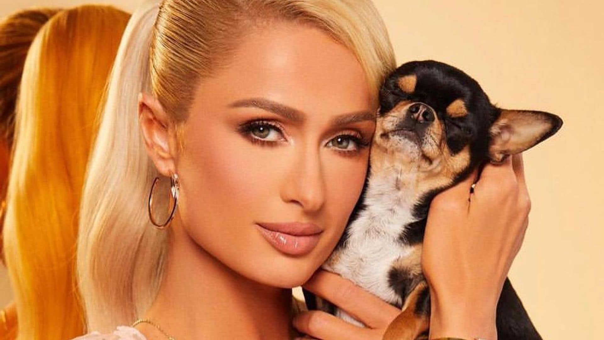 Paris Hilton, desesperada por encontrar a su mascota, contrata a un detective privado