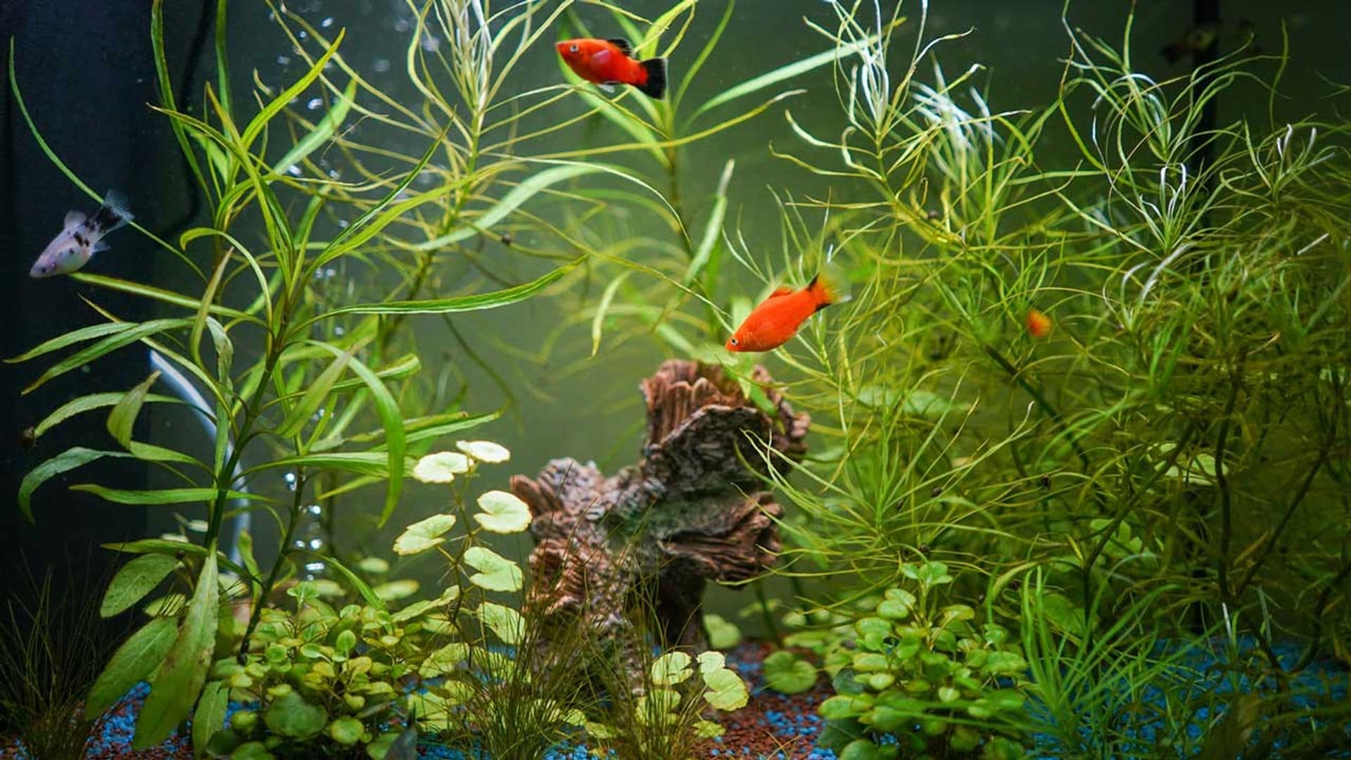 Descubre el secreto para mantener a tus peces felices y saludables