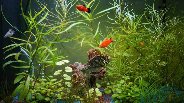 cuidado peces