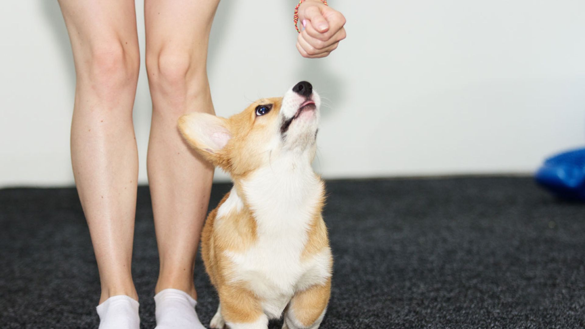 ¿Cómo enseñar las normas básicas a mi cachorro?