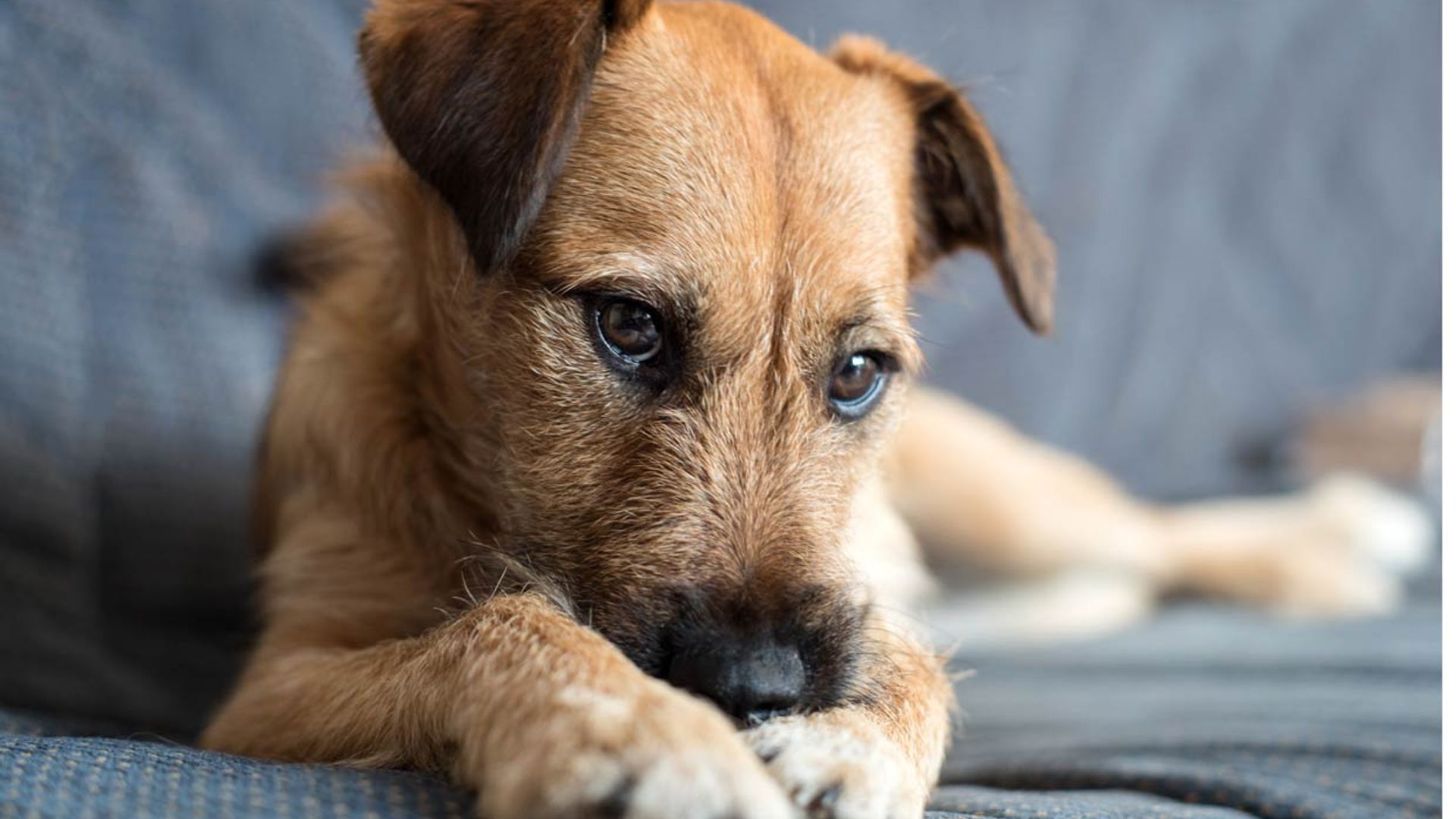 ¿Sabías que tu perro también podría sufrir un ictus?