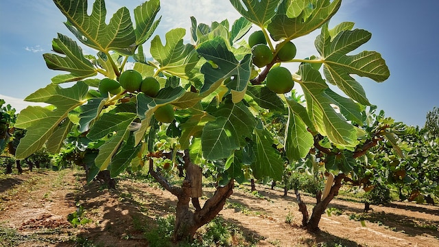 Higuera (Ficus carica)