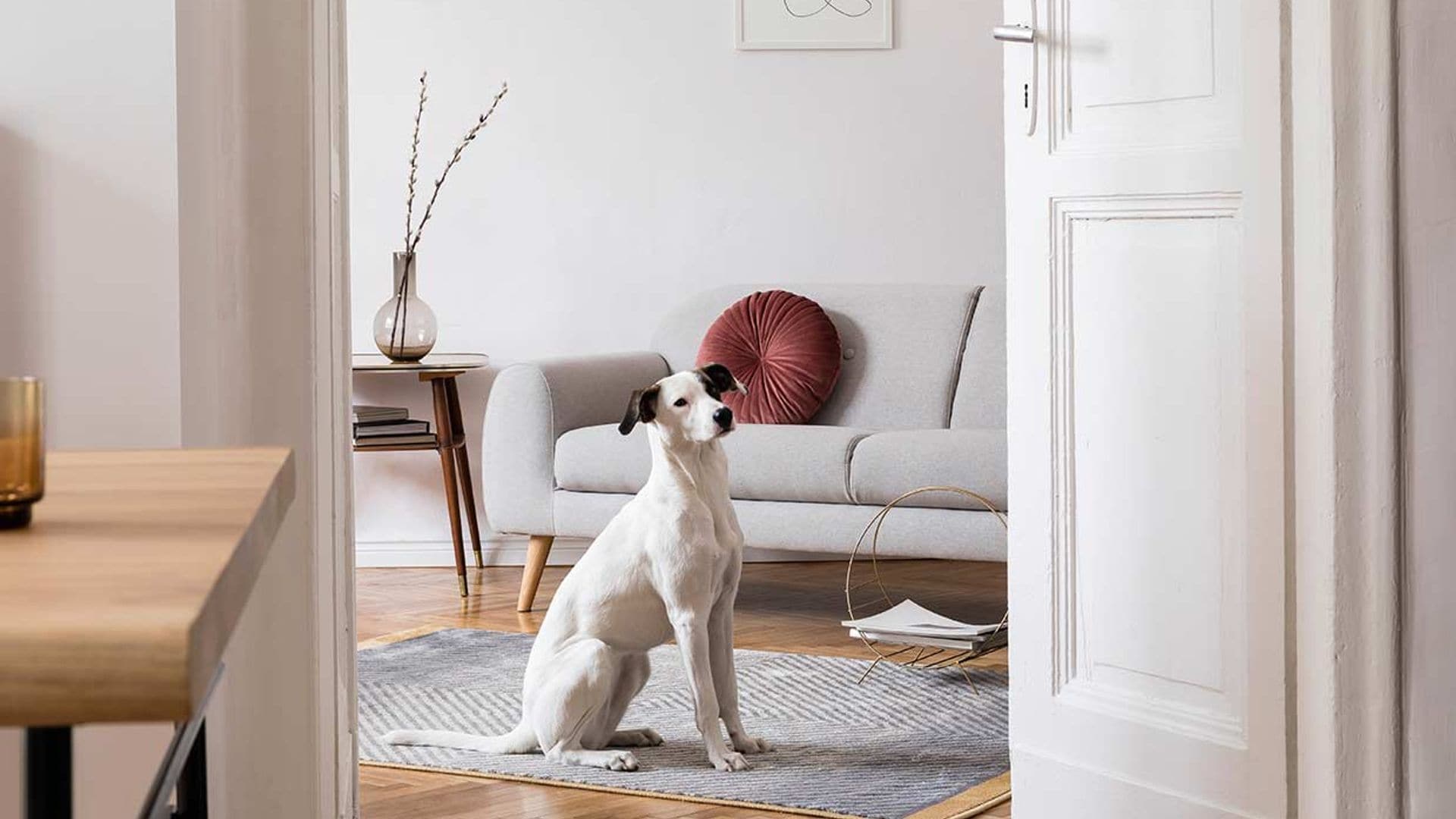 ¿Por qué los perros se vuelven locos al oír el timbre de casa?