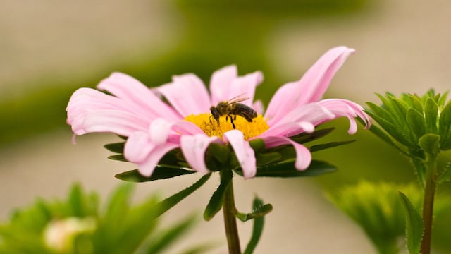 abejas propiedades