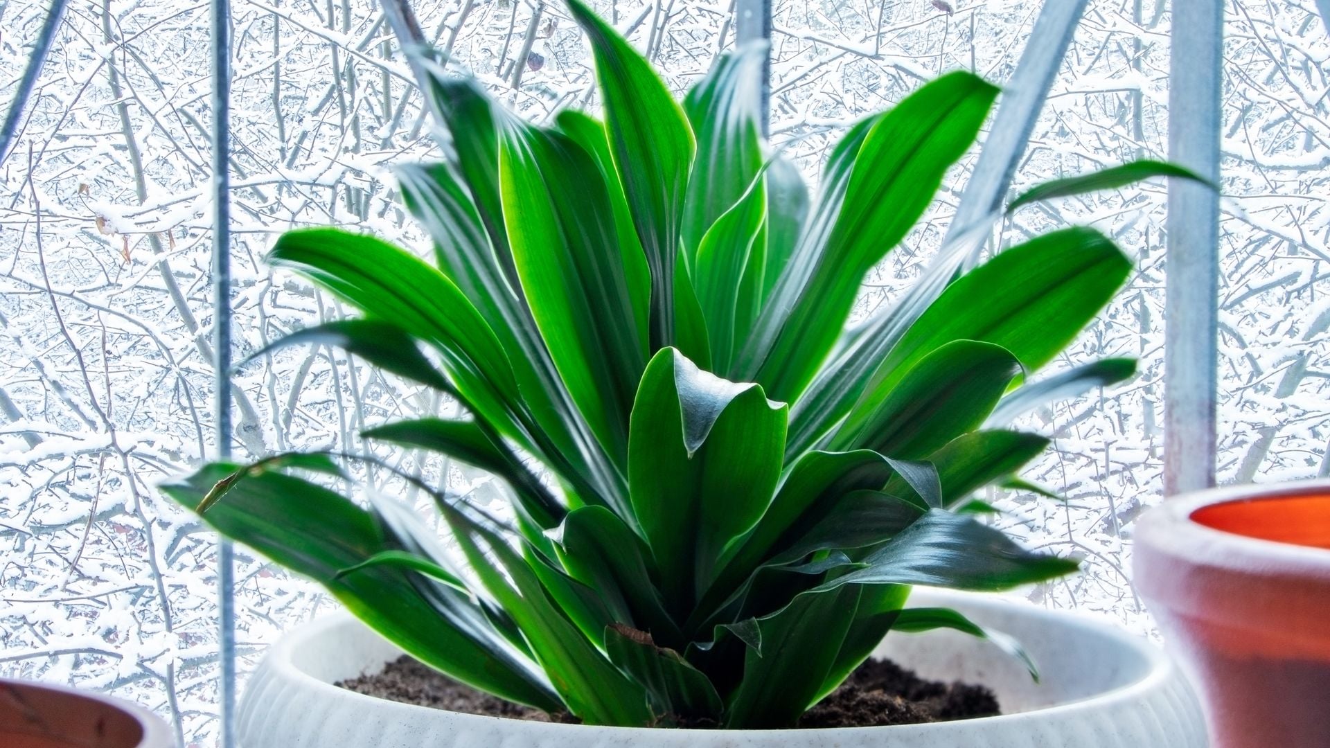Aspidistra o planta de la abuela: cuidados y características de una especie casi 'inmortal'