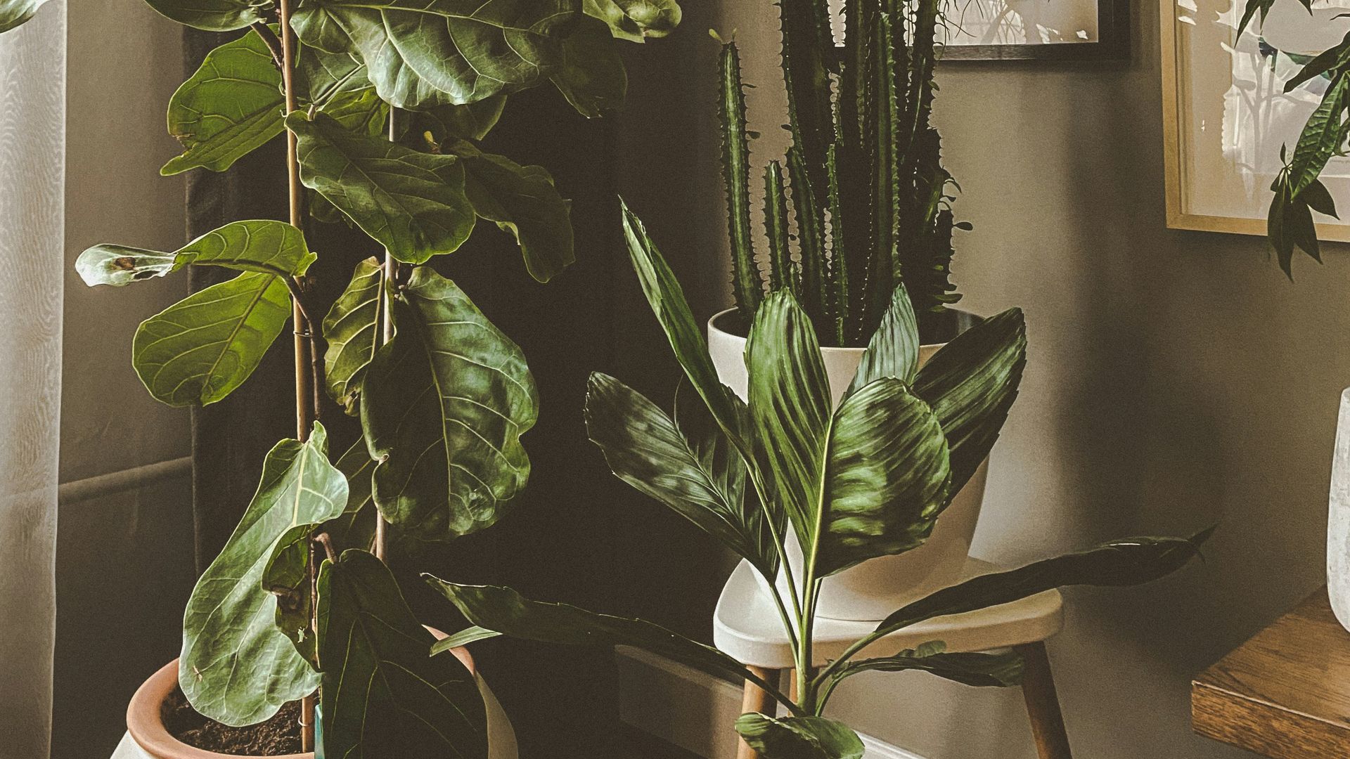 Cómo mantener tu casa fresca este verano con plant