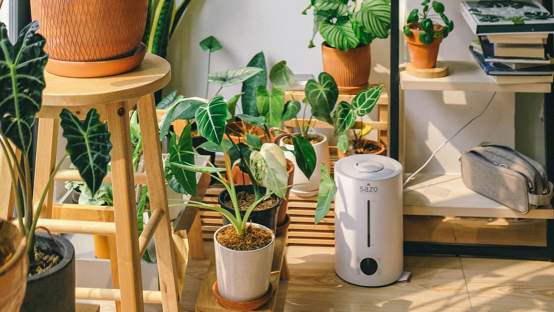 Rincón con plantas. 