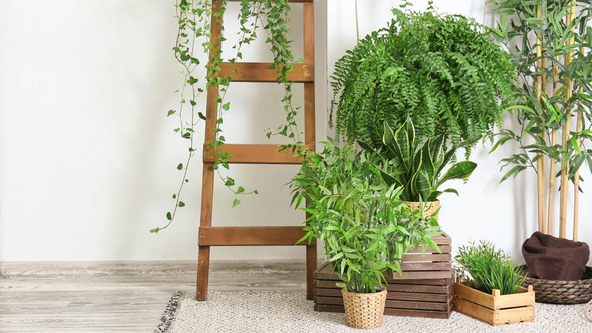 Plantas de interior tan fáciles de mantener que casi se cuidan solas