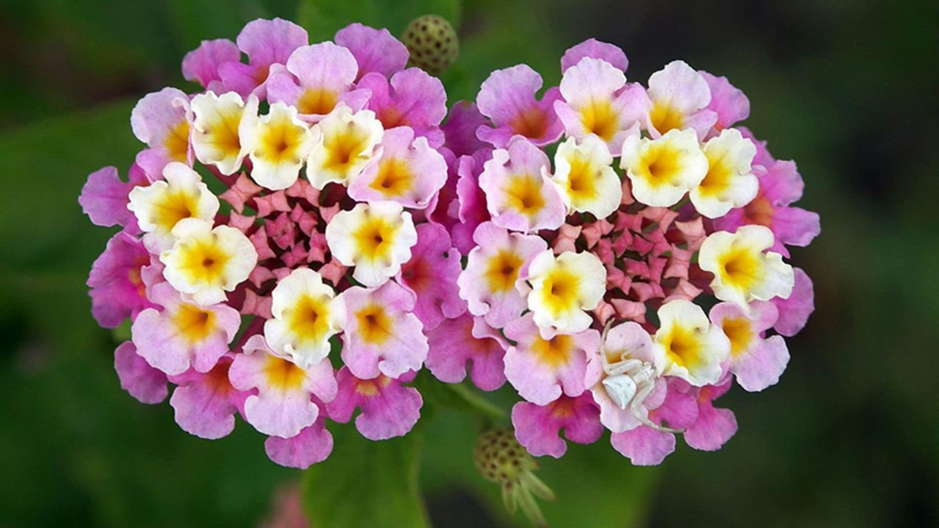 Lantana, un arbusto con una bella floración que se prolonga de primavera hasta finales del otoño