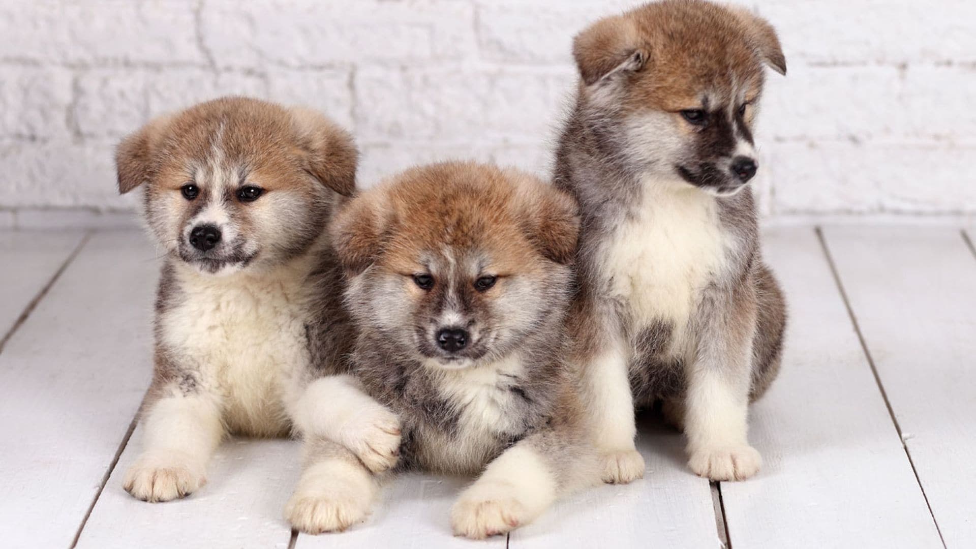 Orígenes, características y personalidad del Akita inu