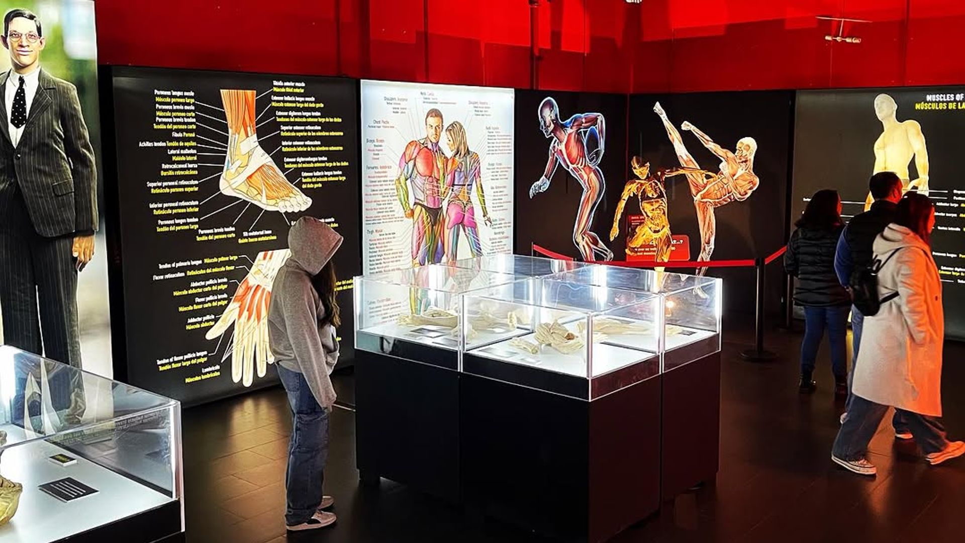Bodies en Madrid, exposición sobre el cuerpo humano