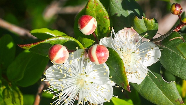 Mirto en flor