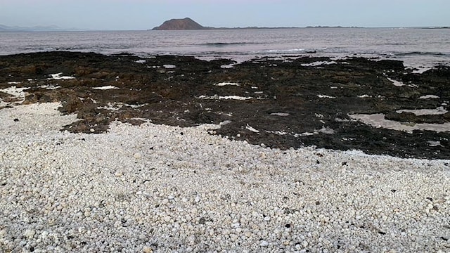 corralejo