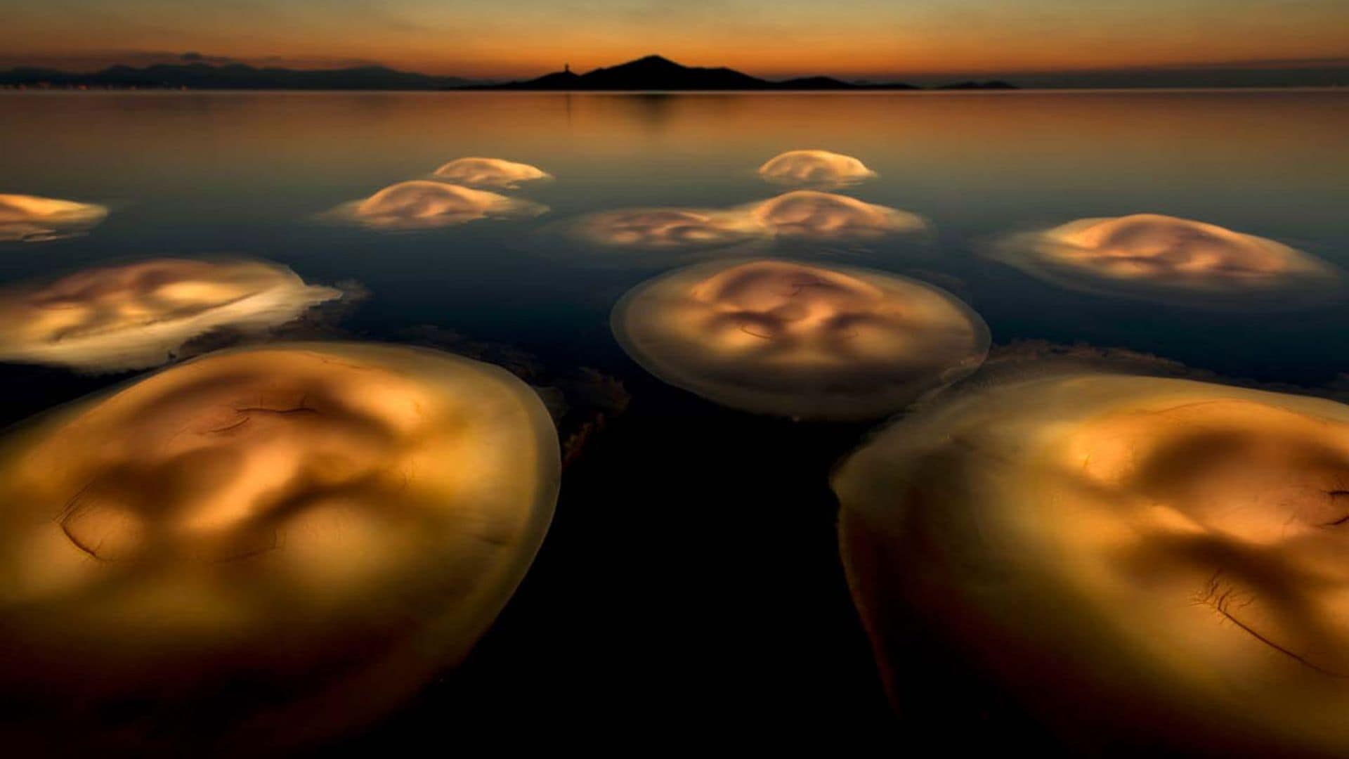 El mejor fotógrafo de la naturaleza europeo de 2021 es español