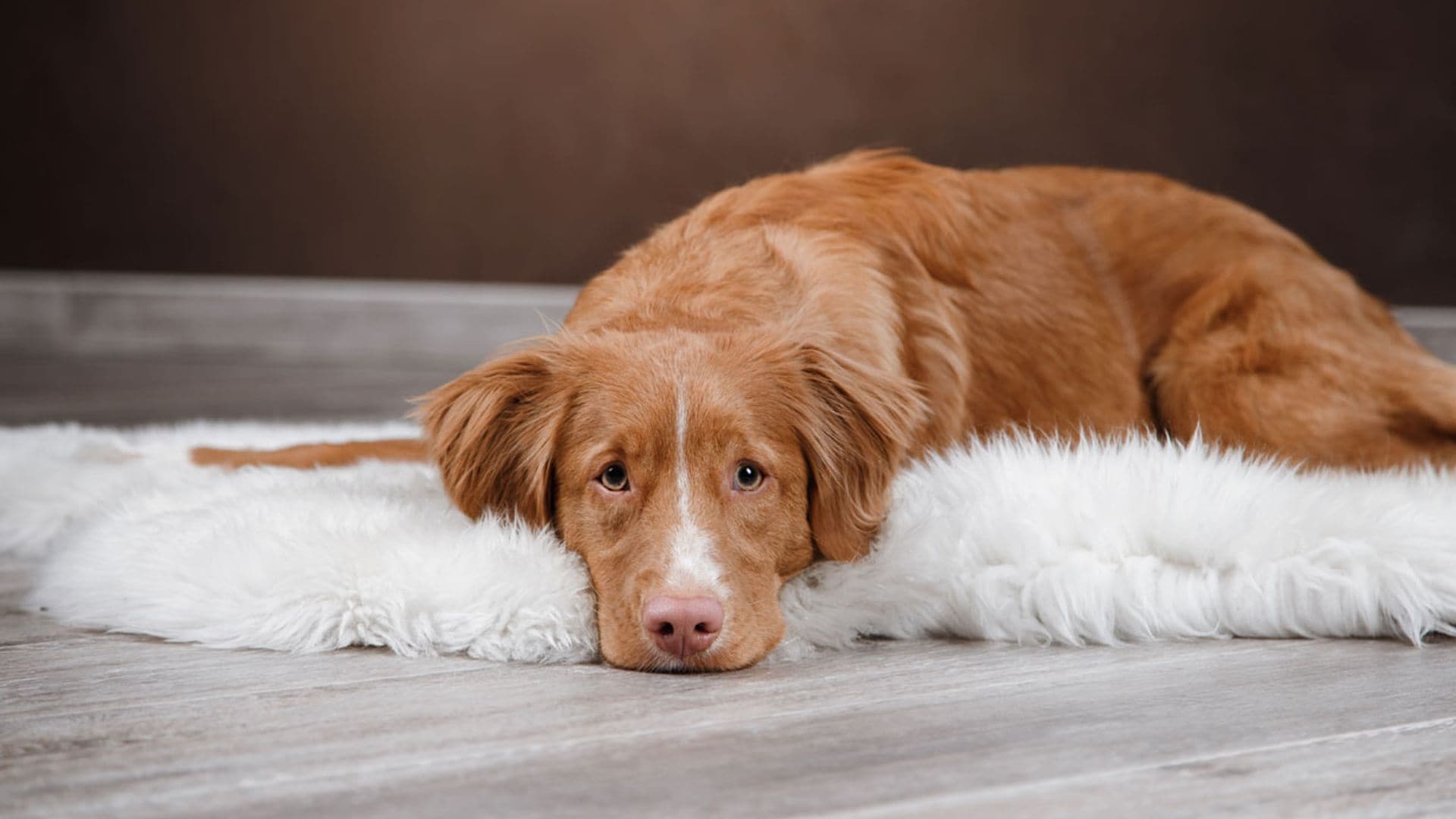 ¿Cómo saber si mi mascota tiene cáncer y qué hacer?