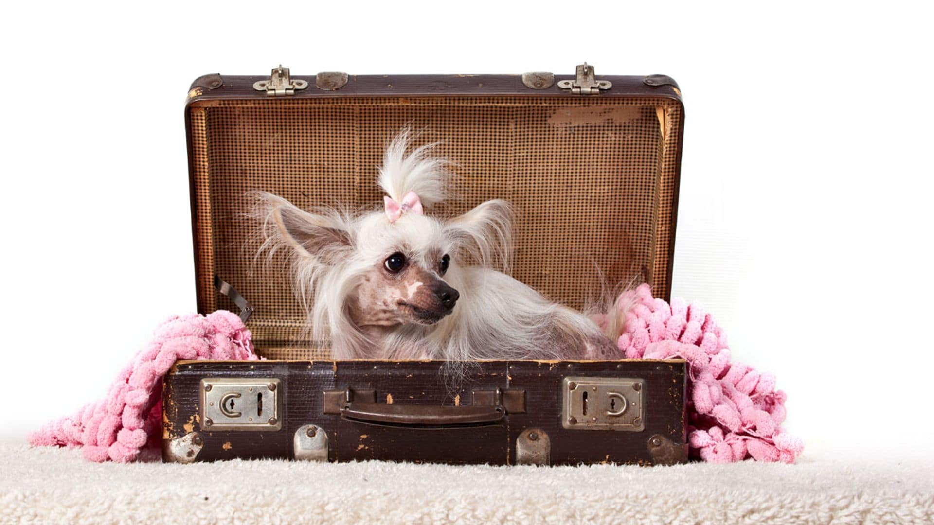 Las razas de perro más tímidas y reservadas