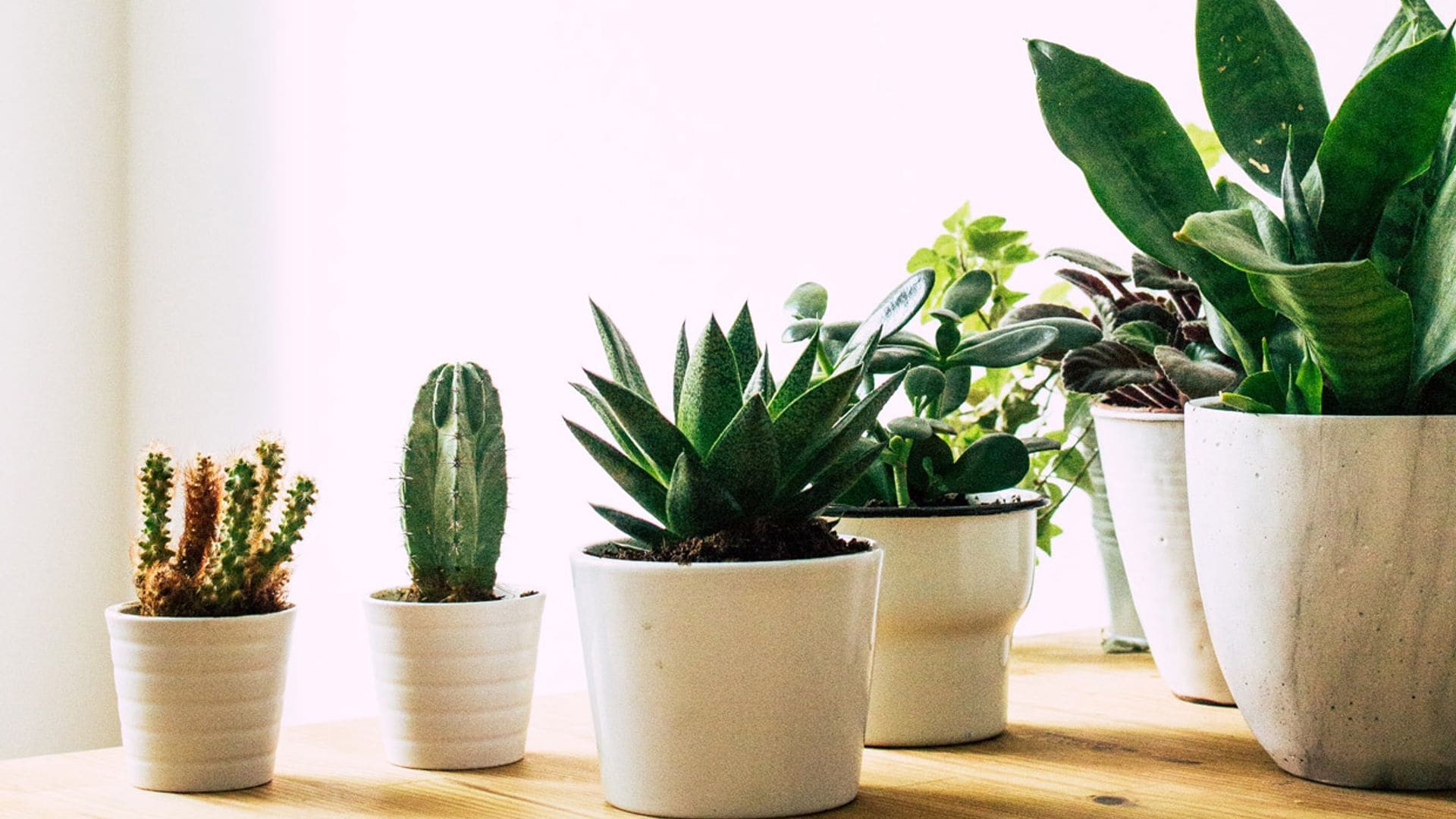 Las mejores suculentas para decorar los interiores de tu casa