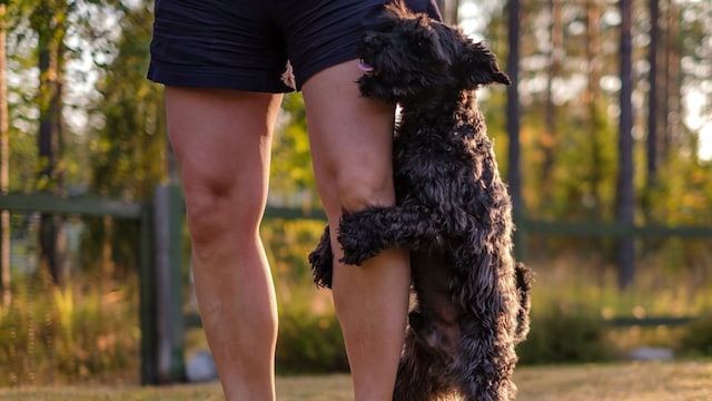 Schnauzer intentando montar la pierna de su dueño