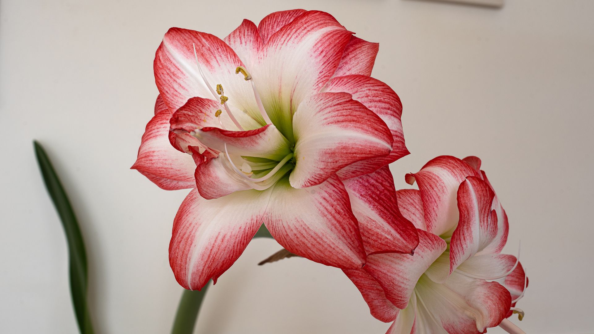 primer plano amarilis