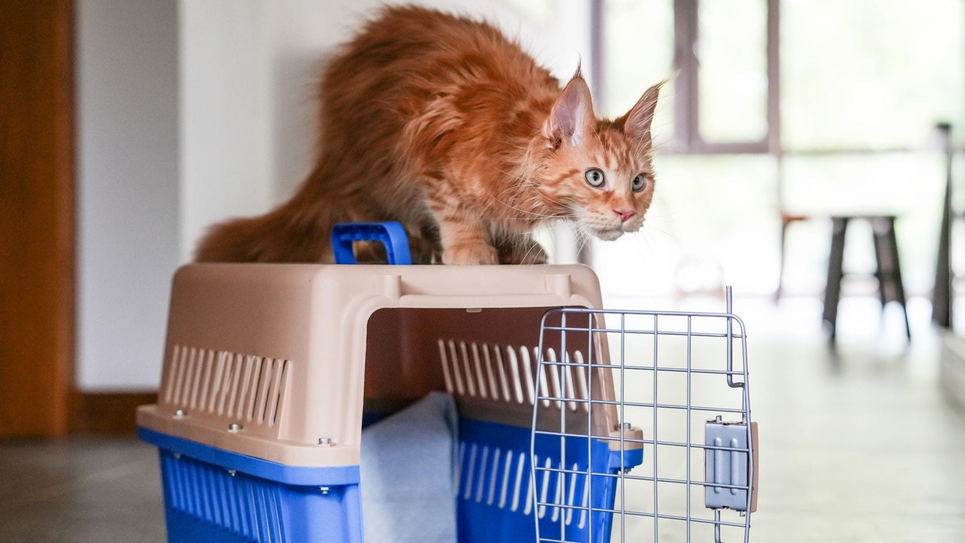 Gato asustado encima de un transportín