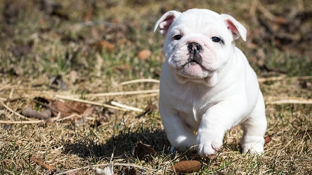 perro
