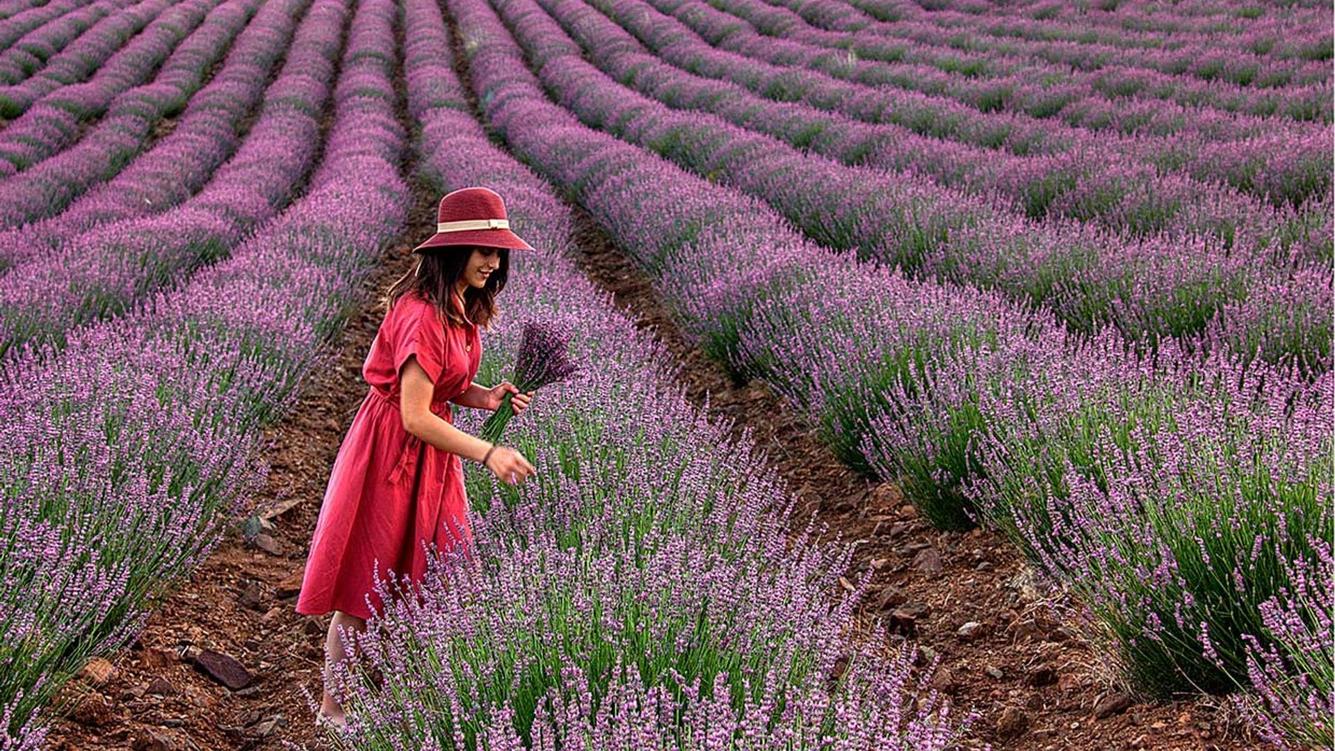 ¿Campos de lavanda en la Provenza francesa? No, es la Riviera turca